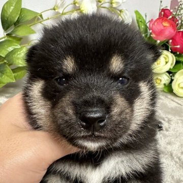 柴犬(標準サイズ)【岡山県・男の子・2024年6月3日・黒】の写真「イケメンくん🥰」