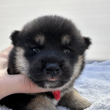 柴犬(豆柴)【岡山県・女の子・2024年2月4日・黒】の写真「配色綺麗な黒柴ちゃん」