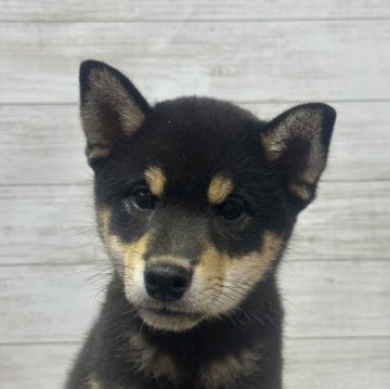 柴犬(豆柴)【岡山県・男の子・2024年6月12日・黒】の写真「特別値下げ💦」