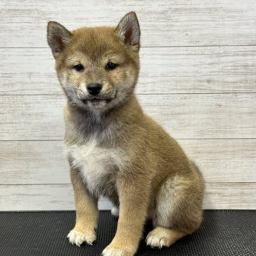 柴犬(標準サイズ)【岡山県・女の子・2023年11月12日・赤】の写真「いつでもお迎え可能です☺️」