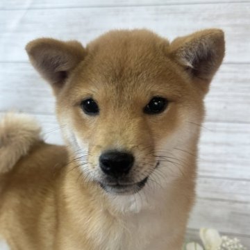 豆柴【岡山県・男の子・2024年4月4日・赤】の写真「食欲旺盛‼️
元気モリモリくん⚠️」