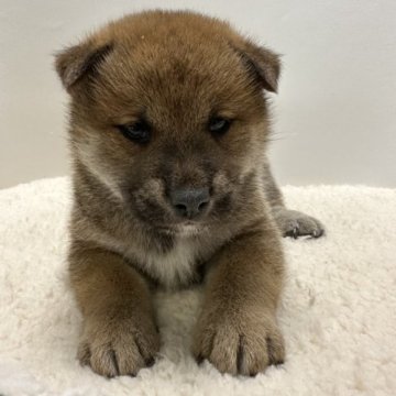 柴犬(標準サイズ)【岡山県・男の子・2023年10月19日・赤】の写真「ムチムチな男の子😊」