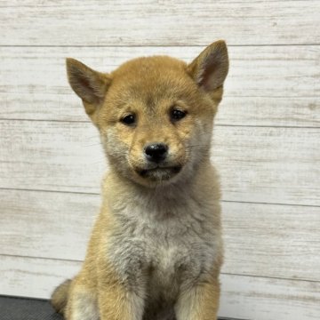 柴犬(豆柴)【岡山県・女の子・2023年12月5日・赤】の写真「小さめです😃」