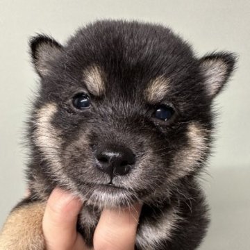 柴犬(豆柴)【岡山県・男の子・2023年4月25日・黒】の写真「豆柴予想の黒柴くん😊」