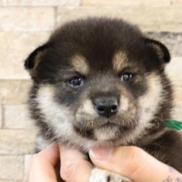 柴犬(標準サイズ)【岡山県・女の子・2022年10月12日・黒】の写真「柄の綺麗な女の子」