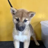 柴犬(標準サイズ)【岡山県・女の子・2023年4月14日・赤】の写真1「7月12日2.14キロ」