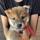 柴犬(標準サイズ)【岡山県・女の子・2023年3月12日・赤】の写真1