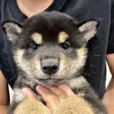 柴犬(標準サイズ)【岡山県・女の子・2023年4月4日・黒】の写真1