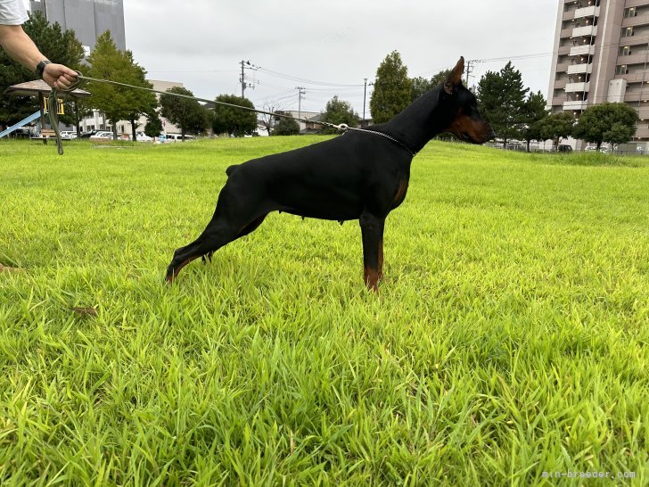 山内　敦(やまうち　あつし)ブリーダー(宮城県・ボーダーコリーなど・JKC/日本犬保存会/秋田犬保存会/日本警察犬協会/ＫＣ登録)の紹介写真1