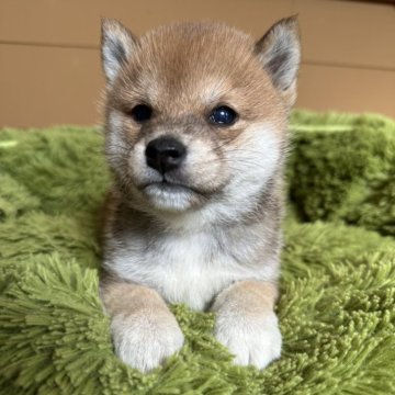 柴犬(豆柴)【宮城県・女の子・2025年2月16日・赤】の写真「小さな豆柴ちゃん♬︎」