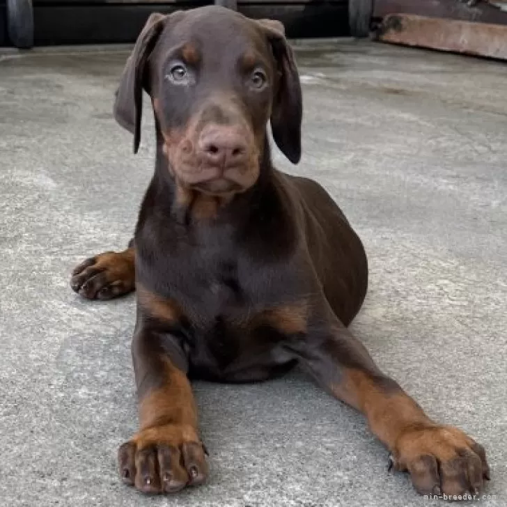 Name 様のお迎えした子犬