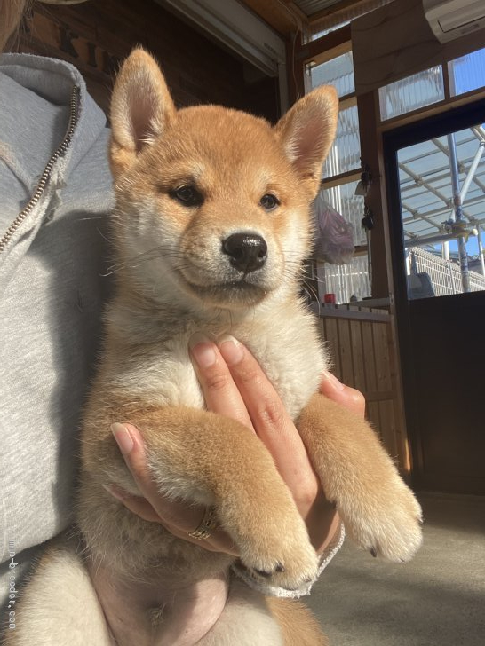 柴犬 宮城県 男の子 年10月10日 赤毛 父犬 黒豆柴 母犬 赤豆柴認定犬 みんなのブリーダー 子犬id 2101