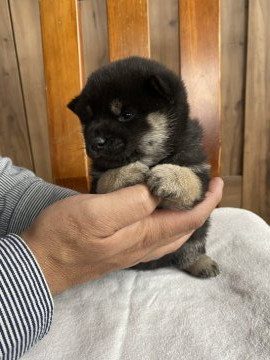 柴犬(豆柴)【宮城県・男の子・2021年11月22日・黒毛】の写真「3代祖黒豆柴君♬︎」