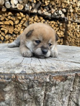 柴犬(豆柴)【宮城県・男の子・2021年4月8日・赤毛】の写真「4代祖豆柴君♬︎」