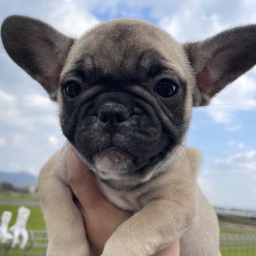 フレンチブルドッグ【香川県・男の子・2024年9月14日・フォーン】の写真「Babyフェイス👶」