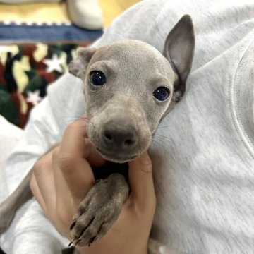 イタリアングレーハウンド【宮崎県・女の子・2024年10月9日・ブルー】の写真「タレ目が可愛い女の子です🐕ᯓᡣ𐭩」