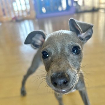 イタリアングレーハウンド【宮崎県・女の子・2024年10月9日・ブルー】の写真「タレ目が可愛い女の子です🐕ᯓᡣ𐭩」