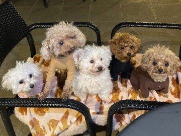 みんなの犬図鑑 静岡県で評判の良いプードルのブリーダー紹介