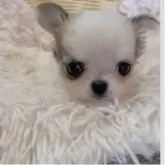 チワワ(ロング)