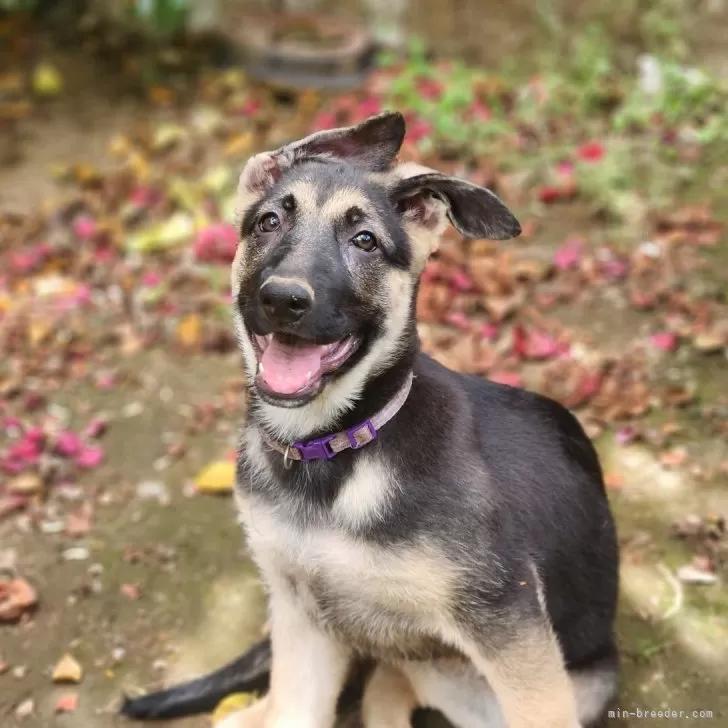 エリン 様のお迎えした子犬