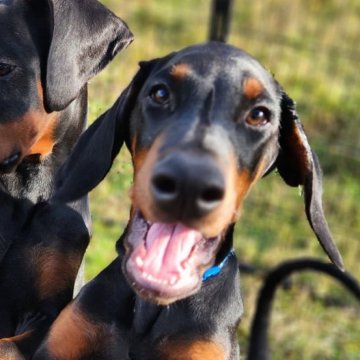 ドーベルマン【千葉県・男の子・2024年7月18日・ブラックタン】の写真「ママは現役嘱託警察犬
パパは日本チャンピオン」