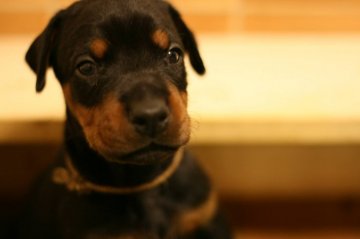 ドーベルマン【千葉県・女の子・2017年4月21日・ブラックタン】の写真「父犬　嘱託警察犬　母犬　100％ヨーロピアン良血統」