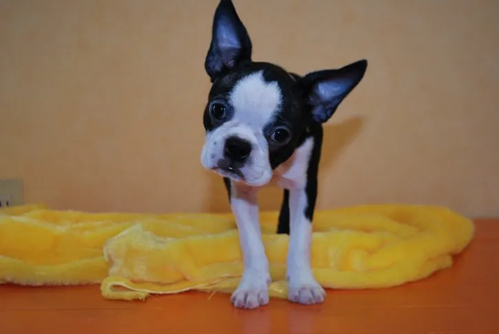 ゆうこねえ 様のお迎えした子犬