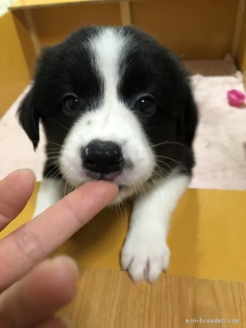 Chip 様のお迎えした子犬