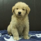 ゴールデンレトリバー