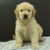 ゴールデンレトリバー