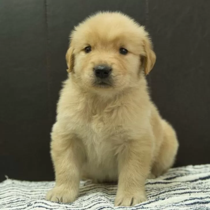 Y.Y 様のお迎えした子犬