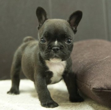 フレンチブルドッグ【静岡県・男の子・2024年2月9日・ブリンドル】の写真「小ぶりでかわいい、ケージのトイレできています」