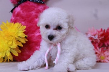 トイプードル(タイニー)【鹿児島県・女の子・2018年6月3日・ホワイト クリーム】の写真「やさしいお顔立ち おっとりさんな女の子♪」