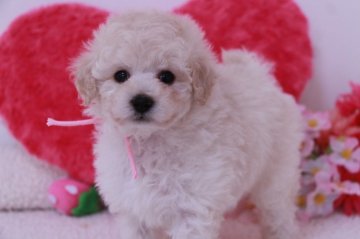 トイプードル(タイニー)【鹿児島県・女の子・2017年4月17日・ホワイト】の写真「甘えん坊な元気娘です☆」
