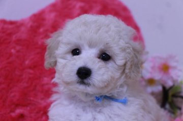 トイプードル(タイニー)【鹿児島県・男の子・2017年4月17日・ホワイト】の写真「小ぶりでスタイル抜群な男の子です☆」