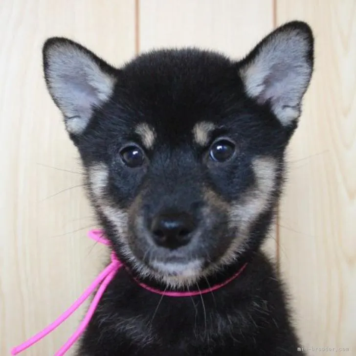 ななな 様のお迎えした子犬