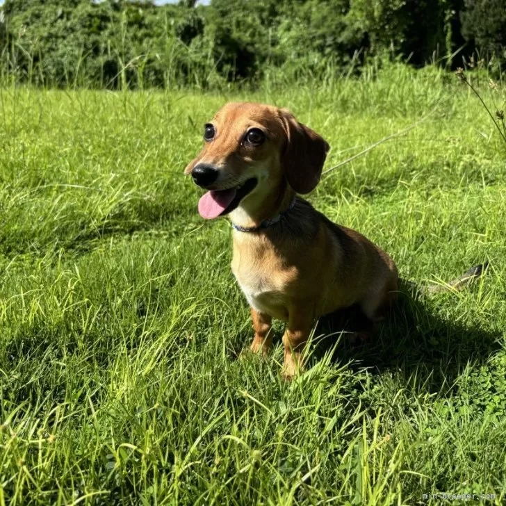 M.K 様のお迎えした子犬