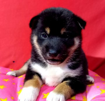 柴犬(標準サイズ)【沖縄県・女の子・2021年9月4日・黒】の写真「美人さん No1」