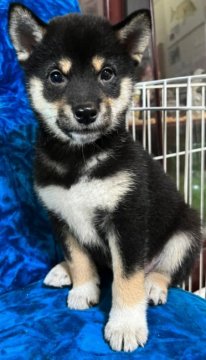 柴犬(標準サイズ)【沖縄県・女の子・2022年3月15日・黒】の写真「靴の日産まれ」