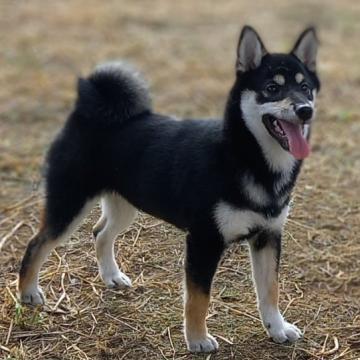 柴犬(標準サイズ)【沖縄県・女の子・2022年3月16日・黒】の写真「天真爛漫」