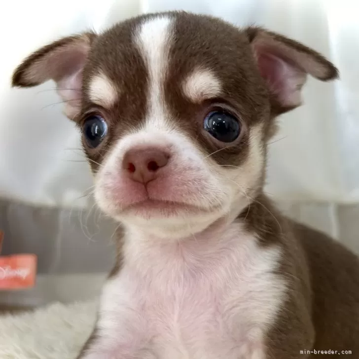 きゅんじ 様のお迎えした子犬