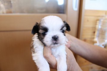 シーズー【千葉県・男の子・2018年12月16日・ホワイト&ゴールド】の写真「小ぶりな男の子♪」