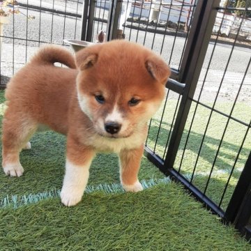 柴犬(標準サイズ)【山梨県・男の子・2024年12月5日・赤】の写真「可愛い男の子です。🎶」