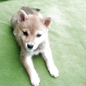 柴犬(豆柴)【山梨県・男の子・2025年7月4日・赤】の写真「10/27日体重2Kの小豆柴です。🎶」