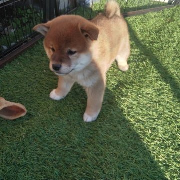 柴犬(標準サイズ)【山梨県・男の子・2024年10月12日・赤】の写真「血統良、この子も抜群✌️」