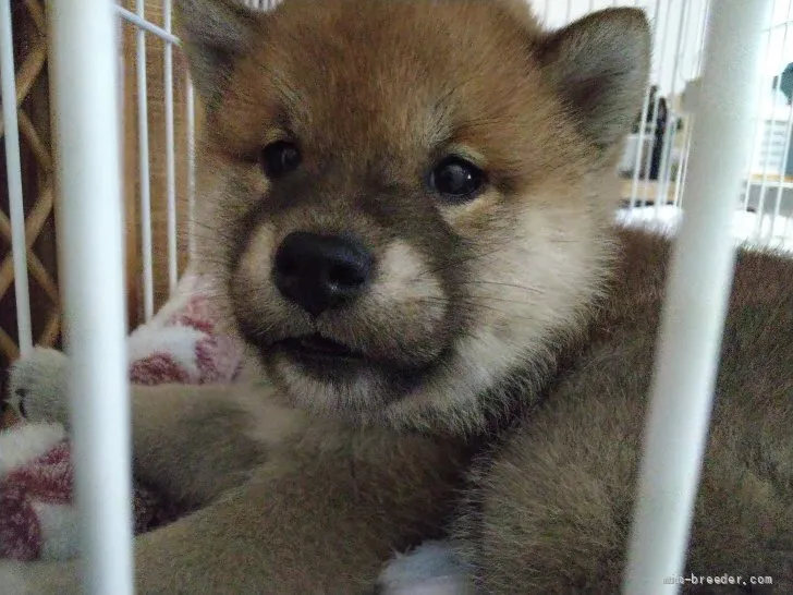 柴犬(標準サイズ)【山梨県・男の子・2022年4月12日・赤】の写真1「5/21日撮影」