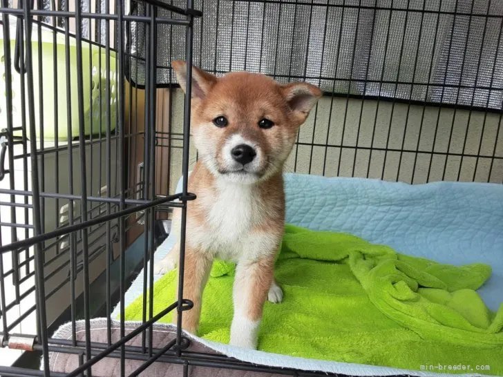 柴犬(標準サイズ)【山梨県・女の子・2021年9月17日・赤】の写真1「11/13日撮影」