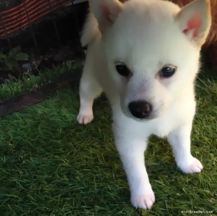 ベス 様のお迎えした子犬