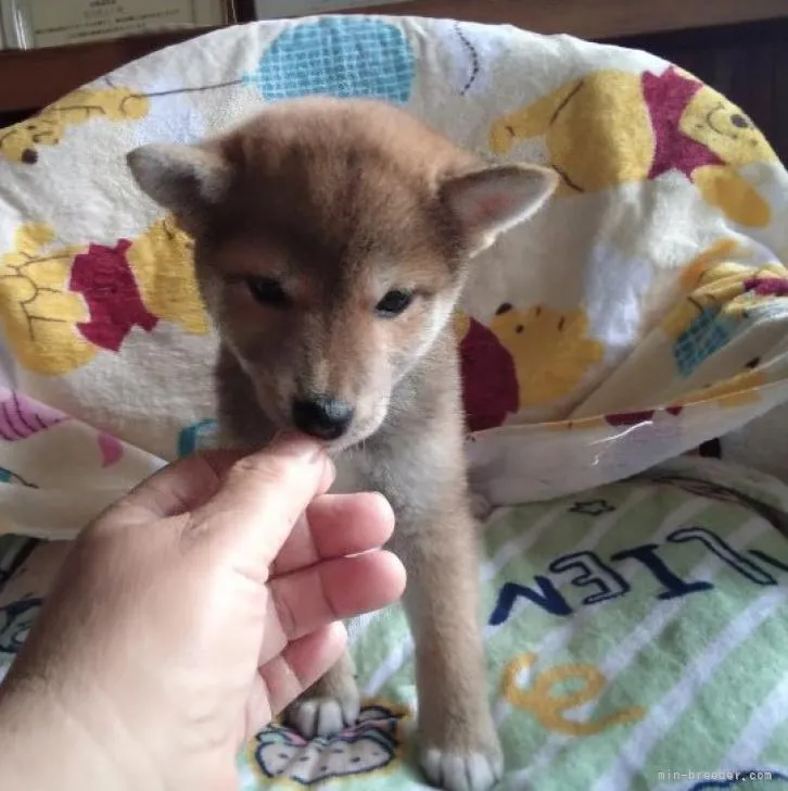 柴犬(標準サイズ)【山梨県・女の子・2022年5月12日・赤】の写真1「7/4日撮影」