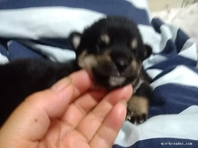 柴犬(標準サイズ)【山梨県・女の子・2020年8月2日・黒】の写真1「2020/08/18撮影」